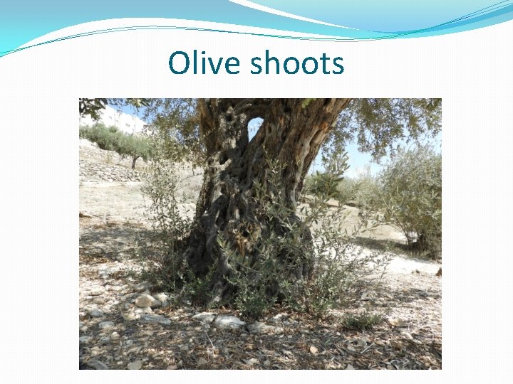 Olive shoots 