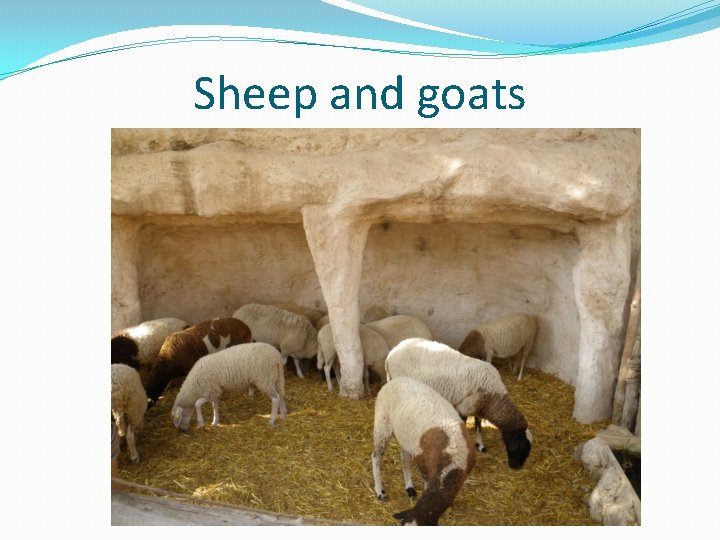 Sheep and goats 