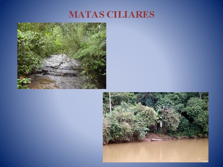 MATAS CILIARES 