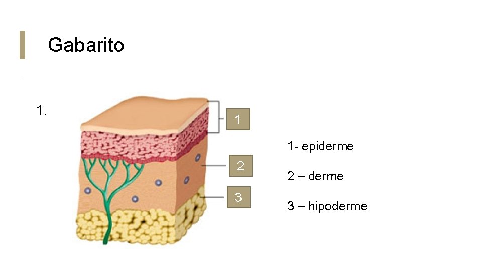 Gabarito 1. 1 1 - epiderme 2 3 2 – derme 3 – hipoderme Gabarito 1. 1 1 - epiderme 2 3 2 – derme 3 – hipoderme