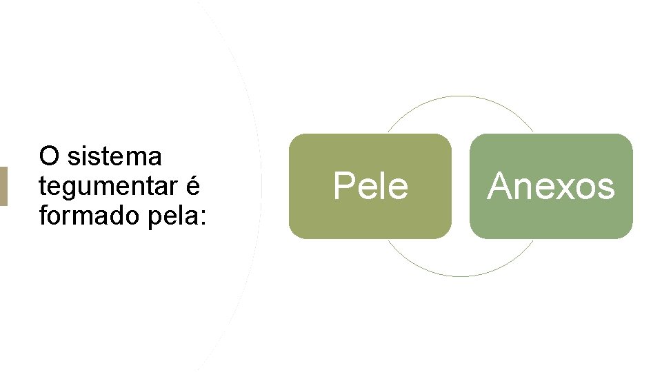 O sistema tegumentar é formado pela: Pele Anexos O sistema tegumentar é formado pela: Pele Anexos