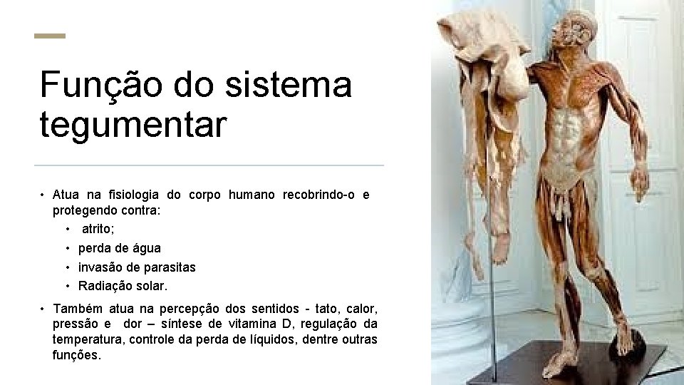Função do sistema tegumentar • Atua na fisiologia do corpo humano recobrindo-o e protegendo Função do sistema tegumentar • Atua na fisiologia do corpo humano recobrindo-o e protegendo