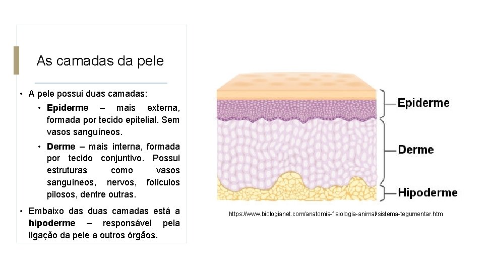 As camadas da pele • A pele possui duas camadas: • Epiderme – mais As camadas da pele • A pele possui duas camadas: • Epiderme – mais