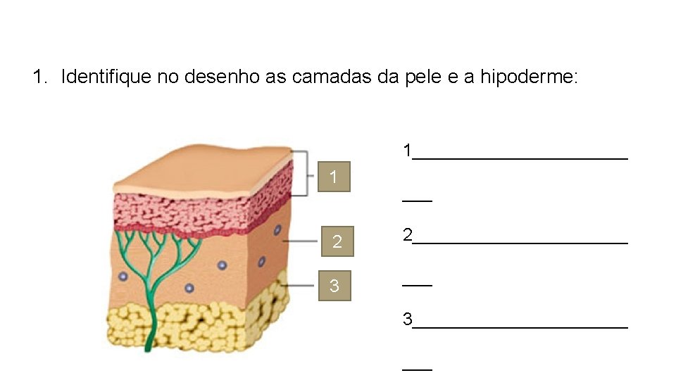 1. Identifique no desenho as camadas da pele e a hipoderme: 1___________ 1 2 1. Identifique no desenho as camadas da pele e a hipoderme: 1___________ 1 2