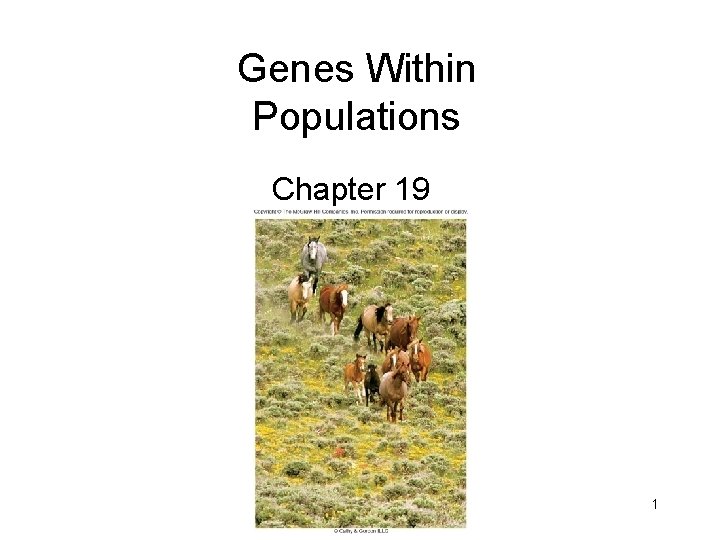 Genes Within Populations Chapter 19 1 