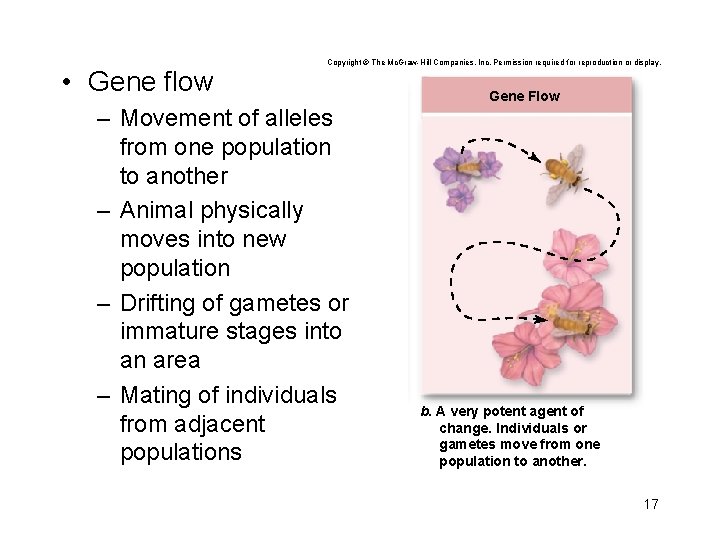  • Gene flow Copyright © The Mc. Graw-Hill Companies, Inc. Permission required for