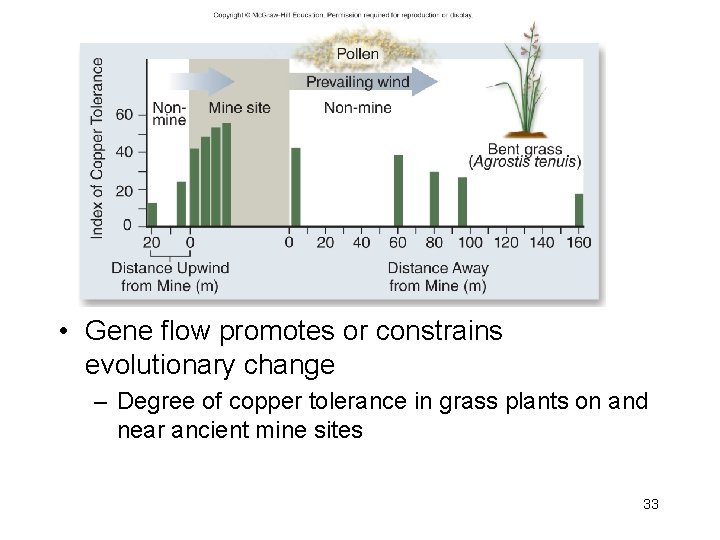  • Gene flow promotes or constrains evolutionary change – Degree of copper tolerance