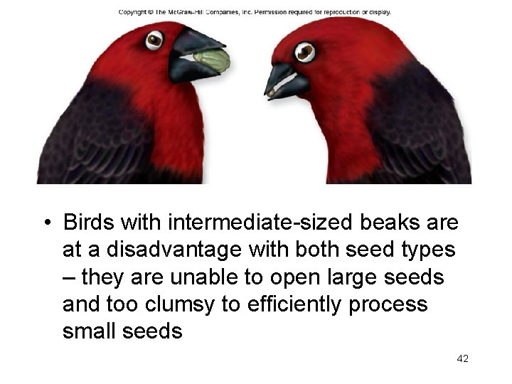  • Birds with intermediate-sized beaks are at a disadvantage with both seed types