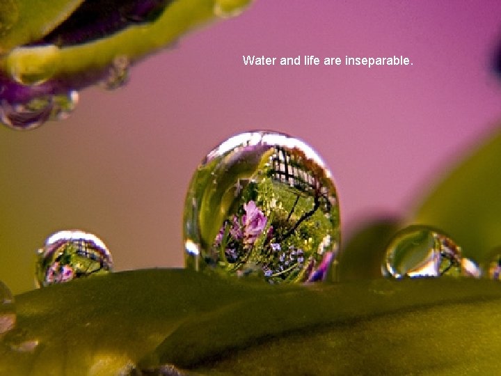 Water and life are inseparable. 