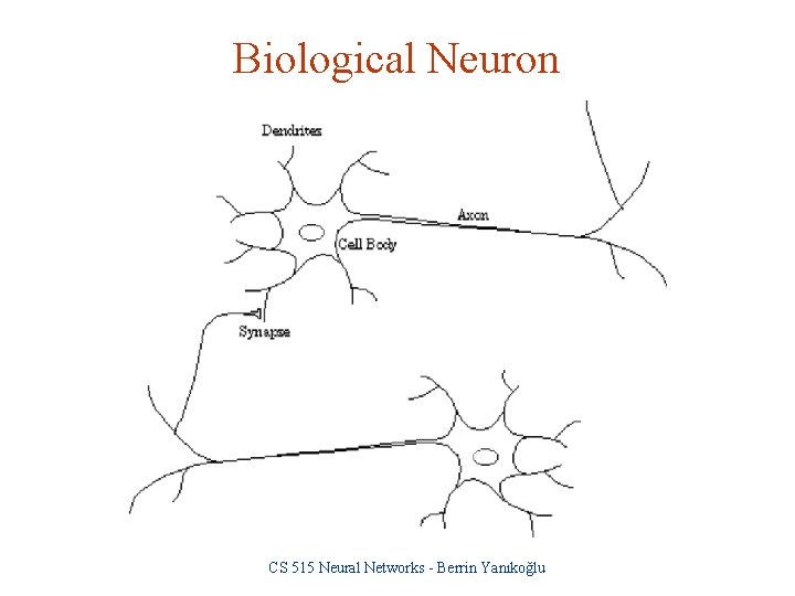 Biological Neuron CS 515 Neural Networks - Berrin Yanıkoğlu 