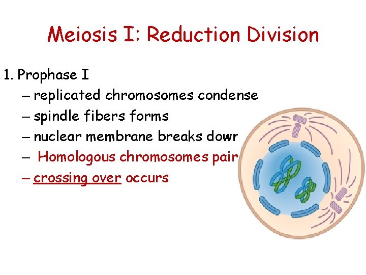 Meiosis I: Reduction Division 1. Prophase I – replicated chromosomes condense – spindle fibers