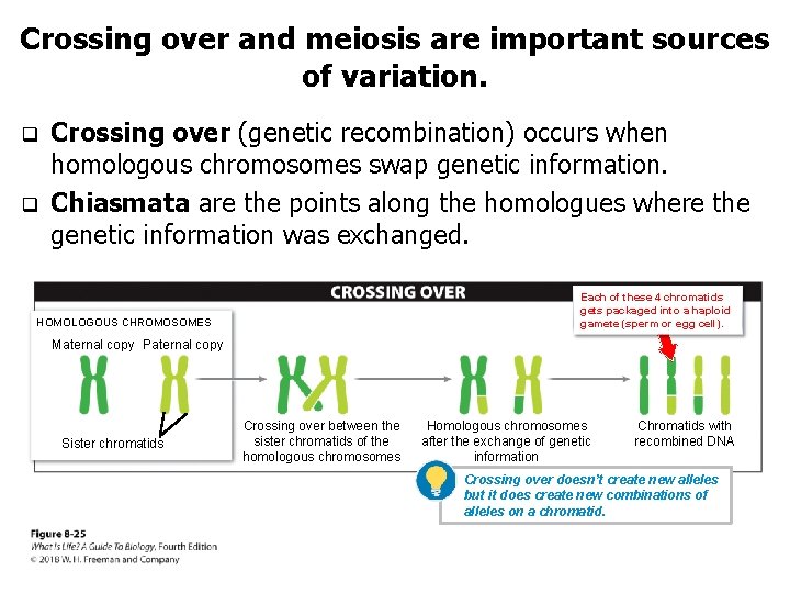 Crossing over and meiosis are important sources of variation. q q Crossing over (genetic
