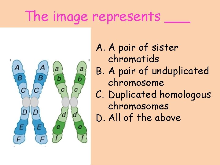 The image represents ___ A. A pair of sister chromatids B. A pair of