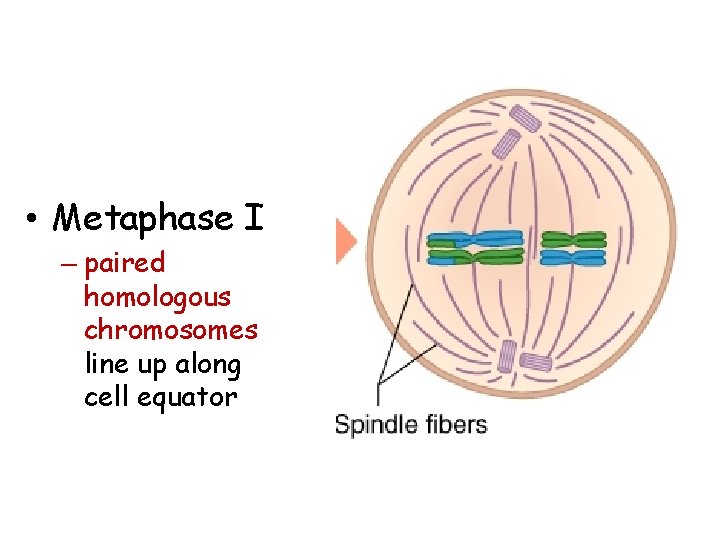  • Metaphase I – paired homologous chromosomes line up along cell equator 