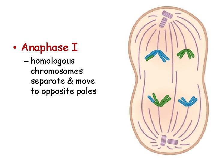  • Anaphase I – homologous chromosomes separate & move to opposite poles 