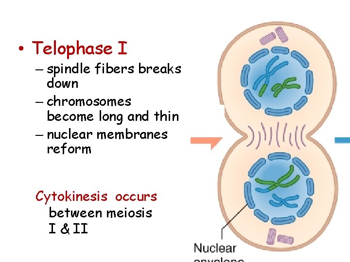  • Telophase I – spindle fibers breaks down – chromosomes become long and