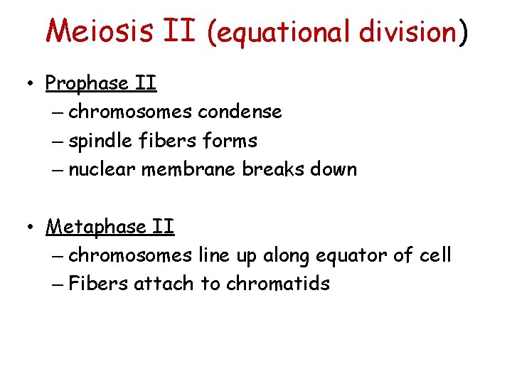 Meiosis II (equational division) • Prophase II – chromosomes condense – spindle fibers forms