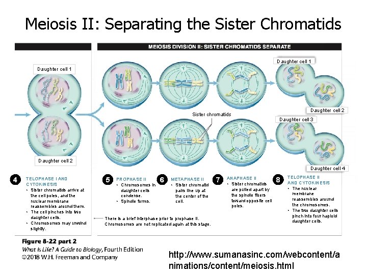 Meiosis II: Separating the Sister Chromatids Daughter cell 1 Sister chromatids Daughter cell 2