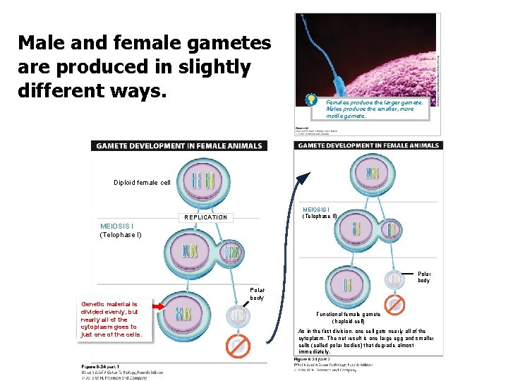 Male and female gametes are produced in slightly different ways. Females produce the larger
