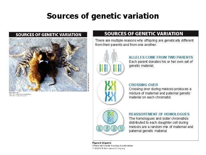 Sources of genetic variation There are multiple reasons why offspring are genetically different from
