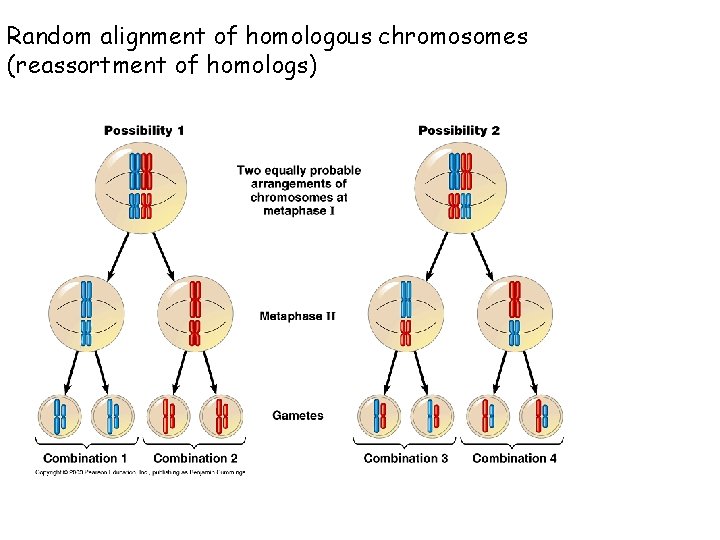 Random alignment of homologous chromosomes (reassortment of homologs) 