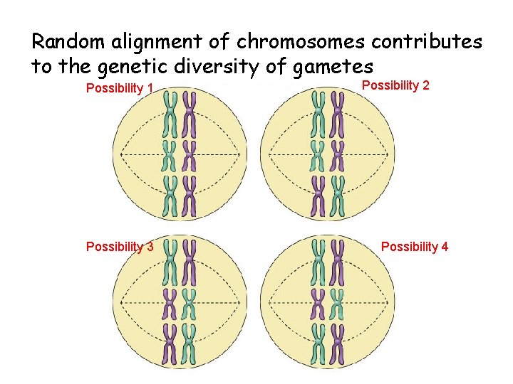 Random alignment of chromosomes contributes to the genetic diversity of gametes Possibility 1 Possibility