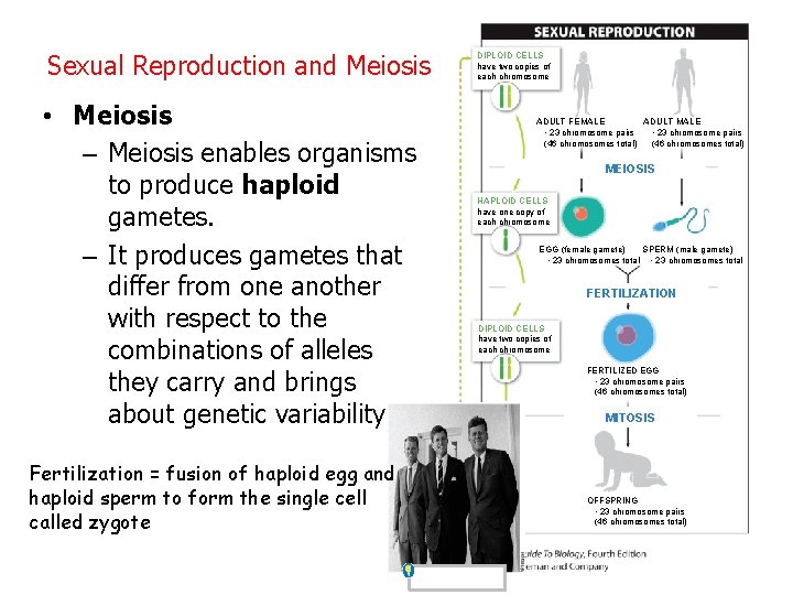 Sexual Reproduction and Meiosis • Meiosis – Meiosis enables organisms to produce haploid gametes.