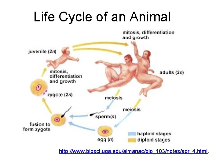 Life Cycle of an Animal http: //www. biosci. uga. edu/almanac/bio_103/notes/apr_4. html. 