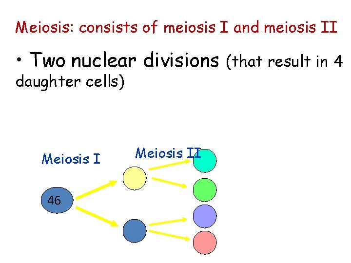 Meiosis: consists of meiosis I and meiosis II • Two nuclear divisions daughter cells)