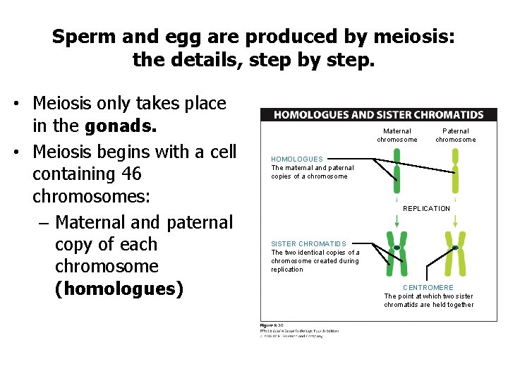 Sperm and egg are produced by meiosis: the details, step by step. • Meiosis