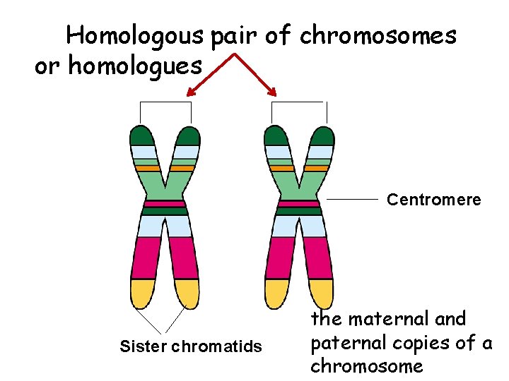 Homologous pair of chromosomes or homologues Centromere Sister chromatids the maternal and paternal copies