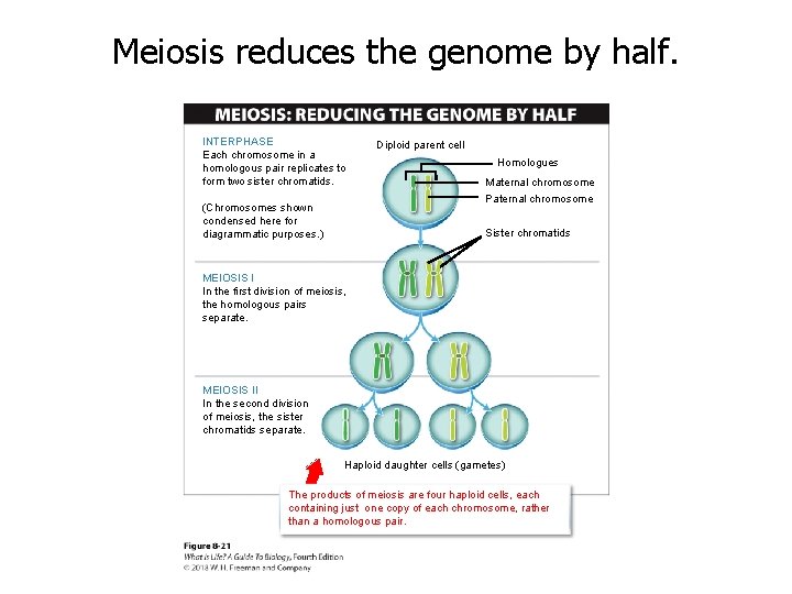 Meiosis reduces the genome by half. INTERPHASE Each chromosome in a homologous pair replicates
