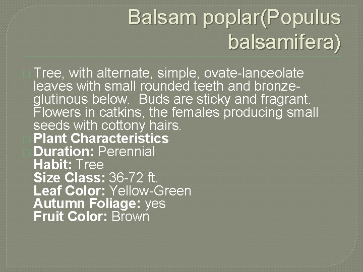 Balsam poplar(Populus balsamifera) � Tree, with alternate, simple, ovate-lanceolate leaves with small rounded teeth