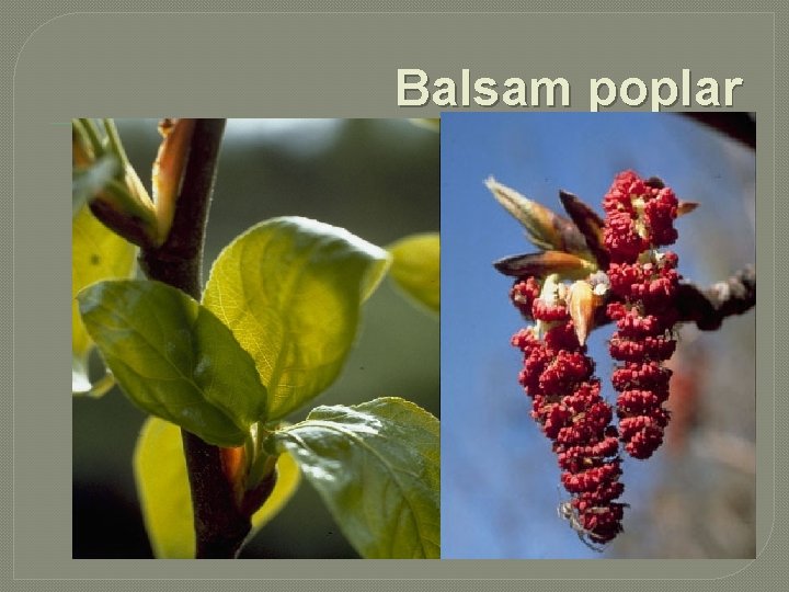 Balsam poplar 