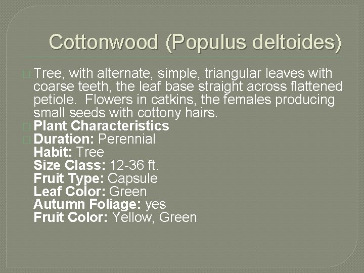 Cottonwood (Populus deltoides) � Tree, with alternate, simple, triangular leaves with coarse teeth, the