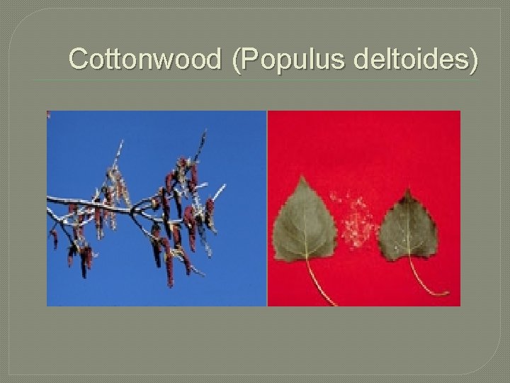 Cottonwood (Populus deltoides) 
