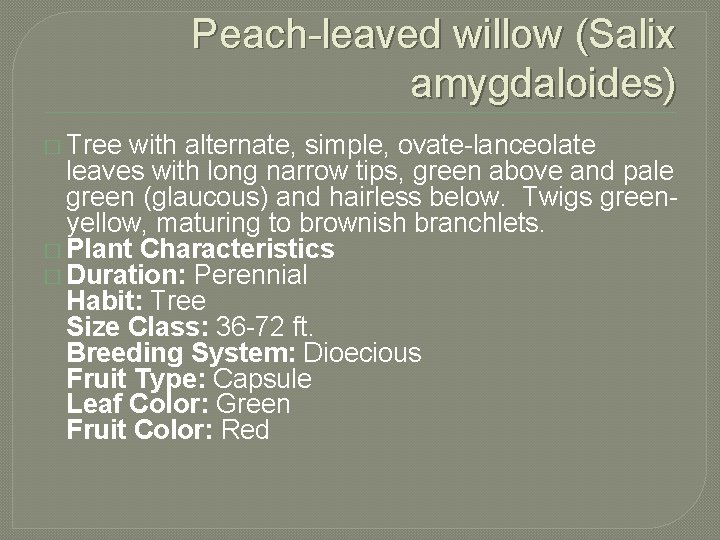 Peach-leaved willow (Salix amygdaloides) � Tree with alternate, simple, ovate-lanceolate leaves with long narrow