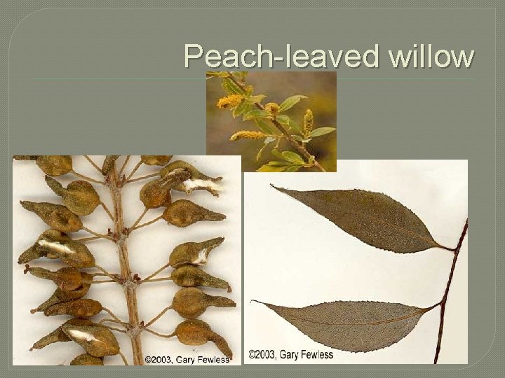 Peach-leaved willow 