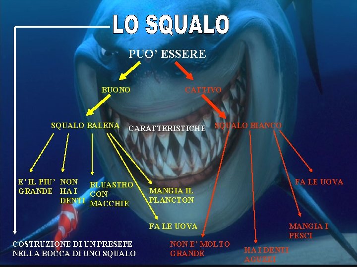 PUO’ ESSERE BUONO SQUALO BALENA CATTIVO CARATTERISTICHE E’ IL PIU’ NON BLUASTRO GRANDE HA