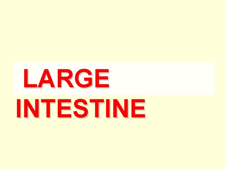 LARGE INTESTINE 