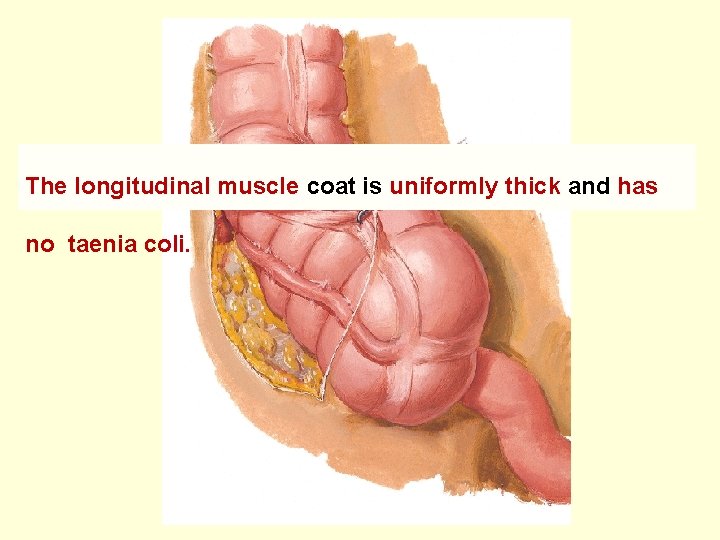 The longitudinal muscle coat is uniformly thick and has no taenia coli. 