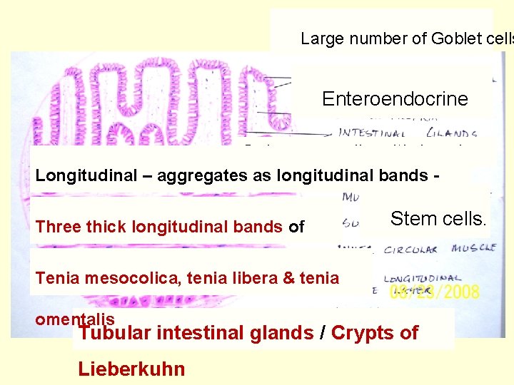 Large number of Goblet cells Enteroendocrine Columnarcells with brush Longitudinal – aggregatesborder. as longitudinal