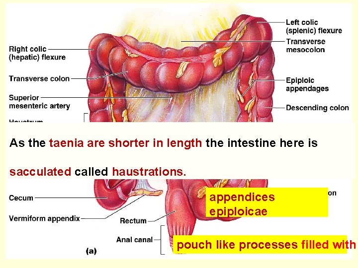 As the taenia are shorter in length the intestine here is sacculated called haustrations.