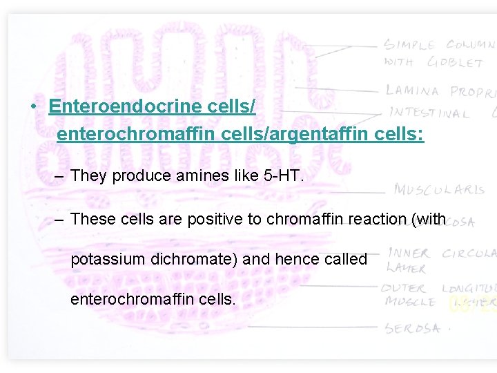  • Enteroendocrine cells/ enterochromaffin cells/argentaffin cells: – They produce amines like 5 -HT.