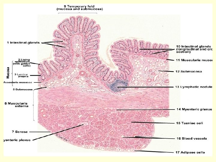 Microscopic view 