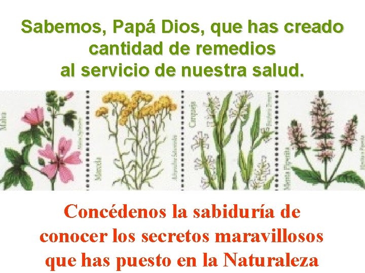 Sabemos, Papá Dios, que has creado cantidad de remedios al servicio de nuestra salud.