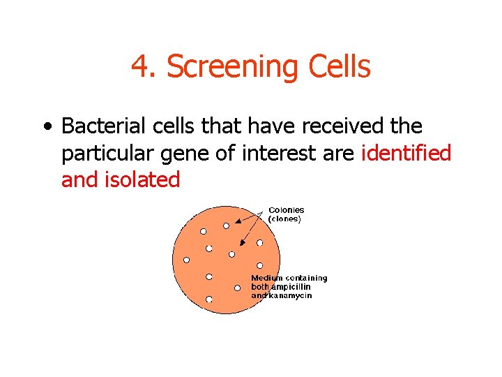 4. Screening Cells • Bacterial cells that have received the particular gene of interest