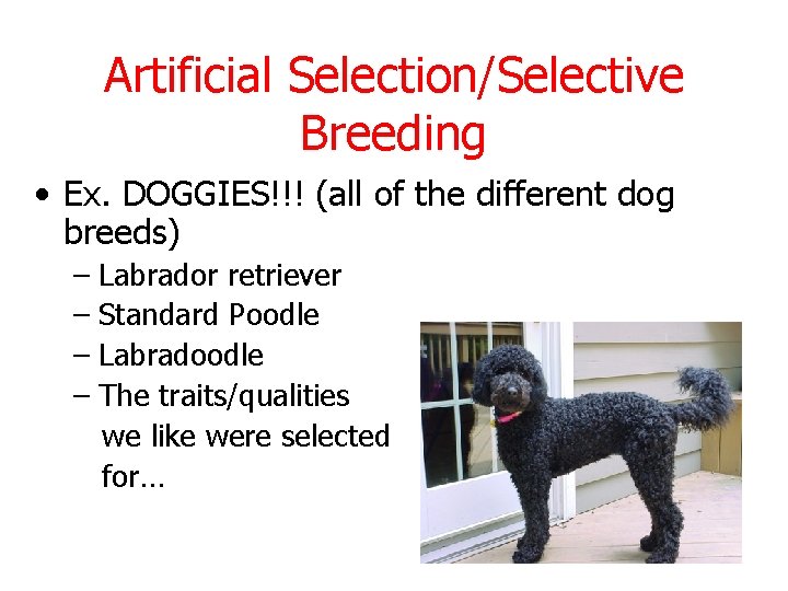 Artificial Selection/Selective Breeding • Ex. DOGGIES!!! (all of the different dog breeds) – Labrador