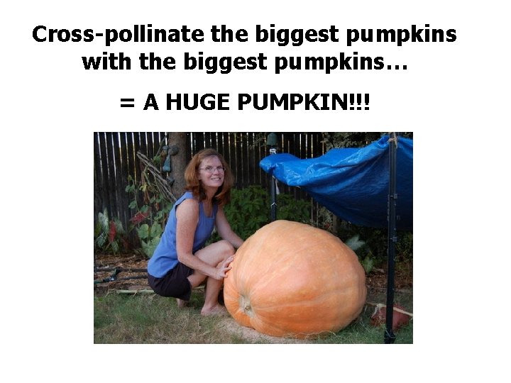 Cross-pollinate the biggest pumpkins with the biggest pumpkins… = A HUGE PUMPKIN!!! 