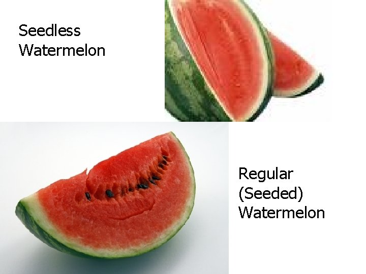 Seedless Watermelon Regular (Seeded) Watermelon 